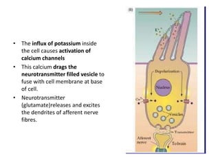 • The influx of potassium inside
the cell causes activation of
calcium channels
• This calcium drags the
neurotransmitter filled vesicle to
fuse with cell membrane at base
of cell.
• Neurotransmitter
(glutamate)releases and excites
the dendrites of afferent nerve
fibres.
 