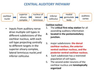 CENTRAL AUDITORY PATHWAY
• Inputs from auditory nerve
drive multiple cell types in
different subdivisions of the
cochlear nucleus, with each
cell type projecting centrally
to different targets in the
superior olivary complex,
lateral lemniscus nuclei,and
inferior colliculus
superior
olivary
complex
nucleus of
lateral
lemniscus
cochlear
nuclei
Inferior
colliculus
medial
geniculate
body
auditory
cortex
Cochlear nucleus
1. The critical first relay station for all
ascending auditory information
2. located in the pontomedullary
junction.
3. major subdivisions: the dorsal
cochlear nucleus, the anterior
ventral cochlear nucleus, and the
posterior ventral cochlear nucleus.
4. Each subdivision has a restricted
population of cell types.
5. The second-order neurons of the
cochlear nucleus are tonotopically
organized
 