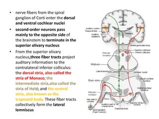 • nerve fibers from the spiral
ganglion of Corti enter the dorsal
and ventral cochlear nuclei
• second-order neurons pass
mainly to the opposite side of
the brainstem to terminate in the
superior olivary nucleus
• From the superior olivary
nucleus,three fiber tracts project
auditory information to the
contralateral inferior colliculus:
the dorsal stria, also called the
stria of Monaco; the
intermediate stria,also called the
stria of Held; and the ventral
stria, also known as the
trapezoid body. These fiber tracts
collectively form the lateral
lemniscus
 