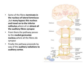 • Some of the fibres terminate in
the nucleus of lateral lemniscus
,but many bypass this nucleus
and travel on to the inferior
colliculus,where all or almost all
the auditory fibres synapse
• From there the pathway passes
to the medial geniculate
nucleus,where all the fibres do
synapse
• Finally the pathway proceeds by
way of the auditory radiations to
auditory cortex.
 