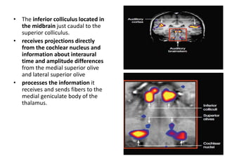 • The inferior colliculus located in
the midbrain just caudal to the
superior colliculus.
• receives projections directly
from the cochlear nucleus and
information about interaural
time and amplitude differences
from the medial superior olive
and lateral superior olive
• processes the information it
receives and sends fibers to the
medial geniculate body of the
thalamus.
 