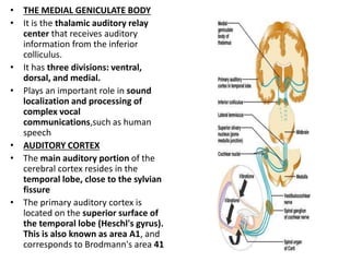 • THE MEDIAL GENICULATE BODY
• It is the thalamic auditory relay
center that receives auditory
information from the inferior
colliculus.
• It has three divisions: ventral,
dorsal, and medial.
• Plays an important role in sound
localization and processing of
complex vocal
communications,such as human
speech
• AUDITORY CORTEX
• The main auditory portion of the
cerebral cortex resides in the
temporal lobe, close to the sylvian
fissure
• The primary auditory cortex is
located on the superior surface of
the temporal lobe (Heschl's gyrus).
This is also known as area A1, and
corresponds to Brodmann's area 41
 