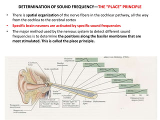 DETERMINATION OF SOUND FREQUENCY—THE “PLACE” PRINCIPLE
• There is spatial organization of the nerve fibers in the cochlear pathway, all the way
from the cochlea to the cerebral cortex
• Specific brain neurons are activated by specific sound frequencies
• The major method used by the nervous system to detect different sound
frequencies is to determine the positions along the basilar membrane that are
most stimulated. This is called the place principle.
 
