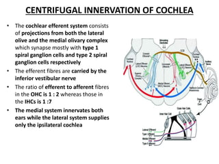 CENTRIFUGAL INNERVATION OF COCHLEA
• The cochlear efferent system consists
of projections from both the lateral
olive and the medial olivary complex
which synapse mostly with type 1
spiral ganglion cells and type 2 spiral
ganglion cells respectively
• The efferent fibres are carried by the
inferior vestibular nerve
• The ratio of efferent to afferent fibres
in the OHC is 1 : 2 whereas those in
the IHCs is 1 :7
• The medial system innervates both
ears while the lateral system supplies
only the ipsilateral cochlea
 
