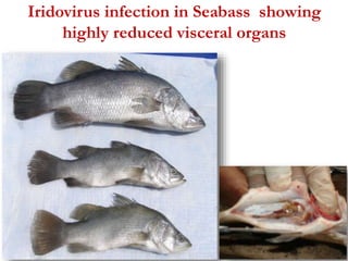 Iridovirus infection in Seabass showing 
highly reduced visceral organs 
 