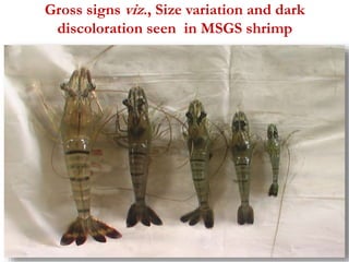 Gross signs viz., Size variation and dark 
discoloration seen in MSGS shrimp 
 