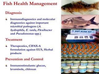 Fish Health Management 
Diagnosis 
Immunodiagnostics and molecular 
diagnostics against important 
microbial pathogens (A. 
hydrophila, E. tarda, Flexibacter 
and Pseudomonas spp.) 
Treatment 
Therapeutics, CIFAX-A 
formulation against EUS, Herbal 
products 
Prevention and Control 
Immunostimulants: glucan, 
levamisole, chitosan 
 