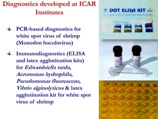 Diagnostics developed at ICAR 
Institutes 
PCR-based diagnostics for 
white spot virus of shrimp 
(Monodon baculovirus) 
Immunodiagnostics (ELISA 
and latex agglutination kits) 
for Edwardsiella tarda, 
Aeromonas hydrophila, 
Pseudomonas fluorescens, 
Vibrio alginolyticus & latex 
agglutination kit for white spot 
virus of shrimp 
 