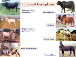 Improved Germplasm 
Rural poultry strains 
Murrah Buffalo 
Gir Cattle 
Improved goat 
germplasm 
Mewari Camel 
Marwari Horse 
Crossbred cattle 
germplasm 
 