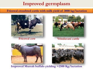 Improved germplasm 
Frieswal crossbred cattle with milk yield of 3000 kg/lactation 
Frieswal cow Vrindavani cattle 
Improved Murrah buffalo yielding >2500 Kg/lactation 
 