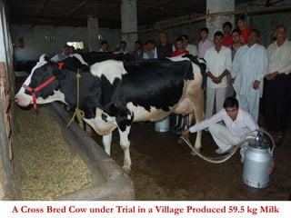 A Cross Bred Cow under Trial in a Village Produced 59.5 kg Milk 
 