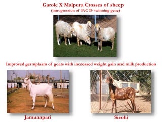Garole X Malpura Crosses of sheep 
(introgression of FeC B- twinning gene) 
Improved germplasm of goats with increased weight gain and milk production 
Jamunapari Sirohi 
 