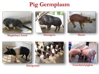 Pig Germplasm 
Meghalaya Local Ghungroo Duroc 
Hampshire Crossbred piglets 
 
