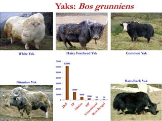 Yaks: Bos grunniens 
White Yak Hairy Forehead Yak Common Yak 
70000 
60000 
50000 
40000 
Bisonian Yak Bare-Back Yak 
30000 
20000 
10000 
0 
62000 
14000 
5000 
2000 50 30 
 