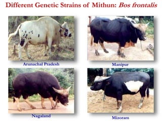 Different Genetic Strains of Mithun: Bos frontalis 
Arunachal Pradesh Manipur 
Nagaland Mizoram 
 