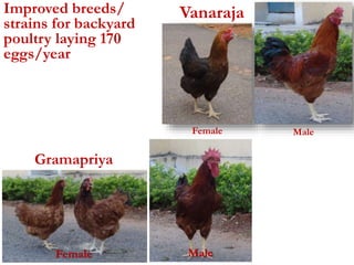 Improved breeds/ 
strains for backyard 
poultry laying 170 
eggs/year 
Female 
Gramapriya 
Vanaraja 
Male 
Female Male 
 