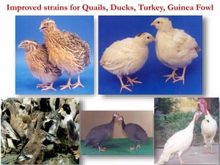 Improved strains for Quails, Ducks, Turkey, Guinea Fowl 
34 
 