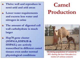 Camel 
Production 
Thrive well and reproduce in 
semi-arid and arid areas 
Lower water requirements 
and excrete less water and 
nitrogen in urine 
The amount of digested cell 
wall carbohydrate is much 
larger 
Hsp70 gene cluster 
(HSPA1A,HSPA1B & 
HSPA1L) are actively 
transcribed in different camel 
tissues even under normal 
physiological conditions 
Declining population of camels by 
50% during the last 4 decades is a 
matter of serious concern 
 