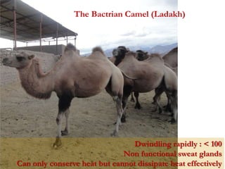 The Bactrian Camel (Ladakh) 
Dwindling rapidly : < 100 
Non functional sweat glands 
Can only conserve heat but cannot dissipate heat effectively 
 