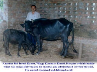 A farmer Shri Suresh Kumar, Village Kunjpura, Karnal, Haryana with his buffalo 
which was successfully treated for anestrus and administered ovsynch protocol. 
The animal conceived and delivered a calf 
 