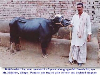 Buffalo which had not conceived for 5 years belonging to Mr. Suresh Pal, s/o 
Mr. Mahiram, Village - Pundrak was treated with ovsynch and declared pregnant 
 