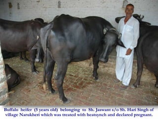 Buffalo heifer (5 years old) belonging to Sh. Jaswant s/o Sh. Hari Singh of 
village Narukheri which was treated with heatsynch and declared pregnant. 
 