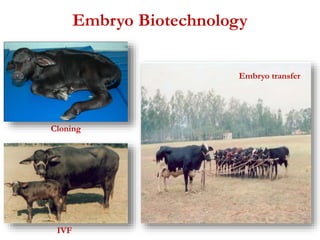 Embryo Biotechnology 
Cloning 
Embryo transfer 
IVF 
 