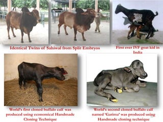 Identical Twins of Sahiwal from Split Embryos First ever IVF goat kid in 
55 
India 
World’s first cloned buffalo calf was 
produced using economical Handmade 
Cloning Technique 
World’s second cloned buffalo calf 
named ‘Garima’ was produced using 
Handmade cloning technique 
 