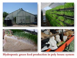 Hydroponic green feed production in poly house system 
 