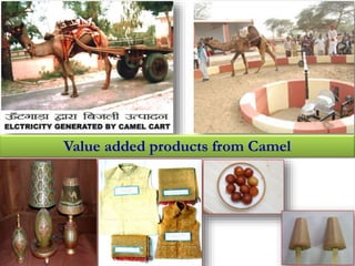 Value added products from Camel 
 