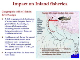 Impact on Inland fisheries 
Geographic shift of fish in 
River Ganga 
A shift in geographical distribution 
of warm water Gangetic fishes, G. 
giuris P. ticto, X. cancila, M. 
vittatus, Catla catla mainly 
inhabiting middle and lower 
Ganga, towards upper Ganga at 
Haridwar and above 
Haridwar stretch during the period 
1970-86 recorded annual mean 
minimum water temperature 
(13ºC), while during the period 
1987-2003 it increased to 14.5ºC, an 
increase of 1.5ºC 
A congenial habitat for these warm 
water fishes 
 