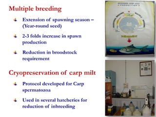 Multiple breeding 
Extension of spawning season – 
(Year-round seed) 
2-3 folds increase in spawn 
production 
Reduction in broodstock 
requirement 
Cryopreservation of carp milt 
Protocol developed for Carp 
spermatozoa 
Used in several hatcheries for 
reduction of inbreeding 
 