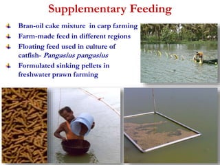 Supplementary Feeding 
Bran-oil cake mixture in carp farming 
Farm-made feed in different regions 
Floating feed used in culture of 
catfish- Pangasius pangasius 
Formulated sinking pellets in 
freshwater prawn farming 
 