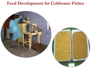 Feed Development for Coldwater Fishes 
 