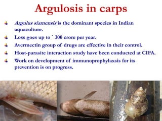 Argulosis in carps 
Argulus siamensis is the dominant species in Indian 
aquaculture. 
Loss goes up to ` 300 crore per year. 
Avermectin group of drugs are effective in their control. 
Host-parasite interaction study have been conducted at CIFA. 
Work on development of immunoprophylaxsis for its 
prevention is on progress. 
 