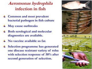 Aeromonas hydrophila 
infection in fish 
Common and most prevalent 
bacterial pathogen in fish culture 
May cause outbreaks 
Both serological and molecular 
diagnostics are available. 
No vaccine available so far. 
Selection programme has generated 
one disease resistant variety of rohu 
with selection response of 58% after 
second generation of selection. 
 