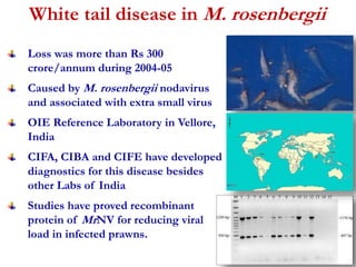 White tail disease in M. rosenbergii 
Loss was more than Rs 300 
crore/annum during 2004-05 
Caused by M. rosenbergii nodavirus 
and associated with extra small virus 
OIE Reference Laboratory in Vellore, 
India 
CIFA, CIBA and CIFE have developed 
diagnostics for this disease besides 
other Labs of India 
Studies have proved recombinant 
protein of MrNV for reducing viral 
load in infected prawns. 
 