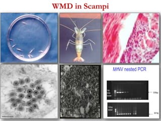 WMD in Scampi 
MrNV nested PCR 
676bp 
301bp 
1kb 
DNA 
ladder 
100bp 
ladder 
 