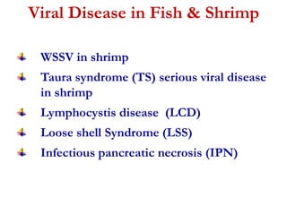 Viral Disease in Fish & Shrimp 
WSSV in shrimp 
Taura syndrome (TS) serious viral disease 
in shrimp 
Lymphocystis disease (LCD) 
Loose shell Syndrome (LSS) 
Infectious pancreatic necrosis (IPN) 
 