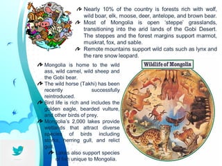 Mongolia is home to the wild
ass, wild camel, wild sheep and
the Gobi bear.
The wild horse (Takhi) has been
recently successfully
reintroduced.
Bird life is rich and includes the
golden eagle, bearded vulture,
and other birds of prey.
Mongolia’s 2,000 lakes provide
wetlands that attract diverse
species of birds including
storks, herring gull, and relict
gull.
Lakes also support species
of fish unique to Mongolia.
 