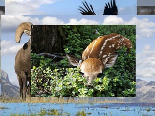 Mongolian animalsMongolian animals
 