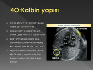  Her iki atriyum ve ventrikül yaklaşık
olarak eşit büyüklüktedir
 Solda mitral ve sağda triküspit
olmak üzere iki eşit AV kapak vardır
 Sağ ventrikül apeksi sola göre
daha trabekülerdir ve kalınlaşmış
kas demeti (moderatör bant) içerir
 Myokard etrafında normal olarak
küçük miktarda perikardiyal sıvı
bulunur ve koyu bir çizgi olarak
görülür
Normal 4 odacık ve kapaklar
 