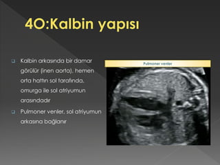  Kalbin arkasında bir damar
görülür (inen aorta), hemen
orta hattın sol tarafında,
omurga ile sol atriyumun
arasındadır
 Pulmoner venler, sol atriyumun
arkasına bağlanır
Pulmoner venler
 