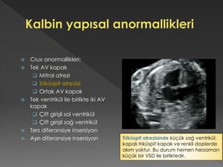  Crux anormallikleri:
 Tek AV kapak
 Mitral atrezi
 Triküspit atrezisi
 Ortak AV kapak
 Tek ventrikül ile birlikte iki AV
kapak
 Çift girişli sol ventrikül
 Çift girişli sağ ventrikül
 Ters diferansiye insersiyon
 Aşırı diferansiye insersiyon Triküspit atrezisinde küçük sağ ventrikül,
kapalı triküspit kapak ve renkli doplerde
akım yoktur. Bu durum hemen herzaman
küçük bir VSD ile birliktedir.
 