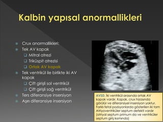  Crux anormallikleri:
 Tek AV kapak
 Mitral atrezi
 Triküspit atrezisi
 Ortak AV kapak
 Tek ventrikül ile birlikte iki AV
kapak
 Çift girişli sol ventrikül
 Çift girişli sağ ventrikül
 Ters diferansiye insersiyon
 Aşırı diferansiye insersiyon
AVSD. İki ventrikül arasında ortak AV
kapak vardır. Kapak, crux hizasında
görülür ve diferansiyel insersiyon yoktur.
Farklı fetal pozisyonlarda gösterilen iki tam
Atriyoventriküler septum defekti vardır
(atriyal septum primum da ve ventriküler
septum giriş kısmında)
 