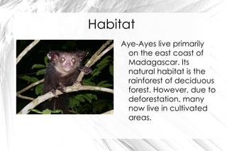 Habitat Aye-Ayes live primarily on the east coast of Madagascar. Its natural habitat is the rainforest of deciduous forest. However, due to deforestation, many now live in cultivated areas.