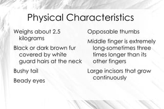 Physical Characteristics Weighs about 2.5 kilograms