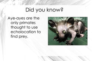 Beady eyes Opposable thumbs