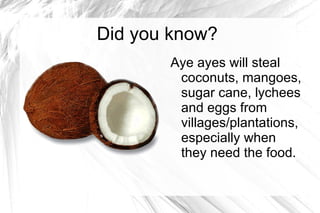 Middle finger is extremely long-sometimes three times longer than its other fingers