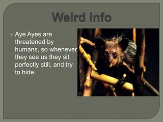  Aye Ayes are
 threatened by
 humans, so whenever
 they see us they sit
 perfectly still, and try
 to hide.
 